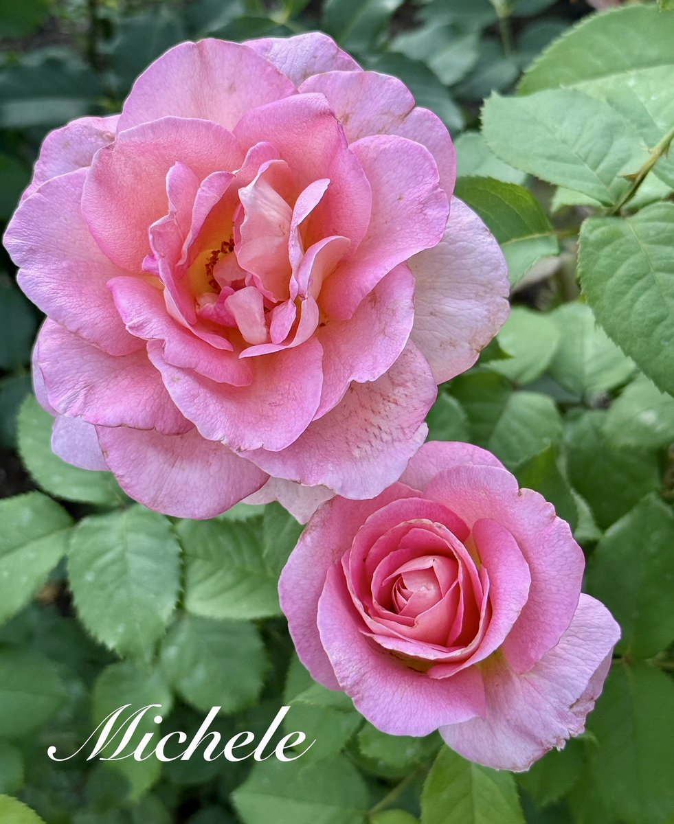 A perfect pinky pair from the local #rosegarden for #RoseWednesday 🥀 Hot one here today…wishing u a great day! 💗🤗🙋🏻‍♀️ #flowers #garden #FlowersOnX #flowerphotography #NatureBeauty #Roses #pink #flowerpictures #FlowerLove