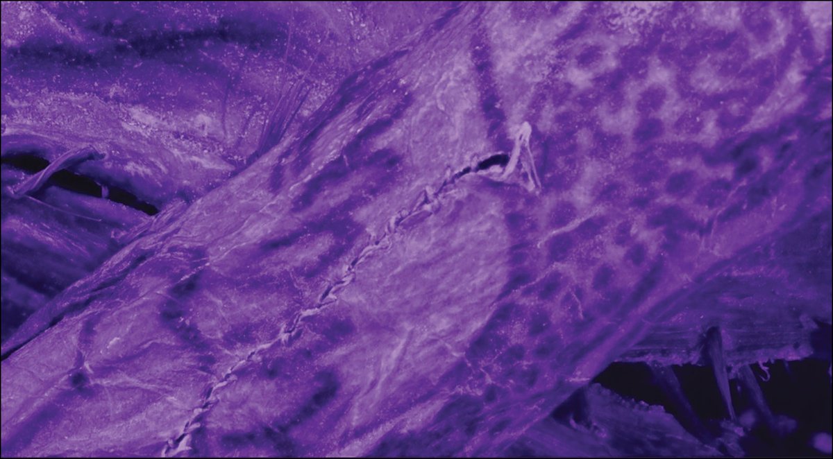 New high-resolution imaging of a 2,500-year-old Siberian “ice mummy” has revealed a series of never-before-seen tattoos. The woman’s right arm sported leopards and deer, while her left arm showed off a scene of a stag fighting a griffin!

archaeology.org/news/2025/08/0…