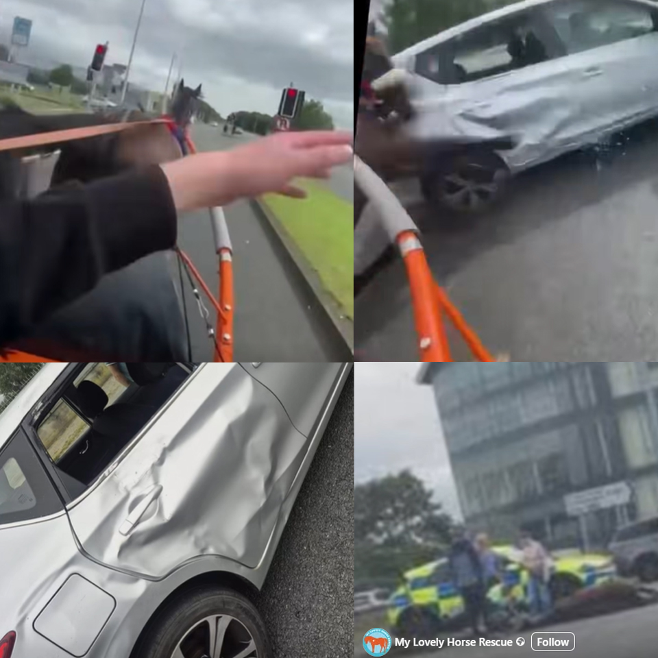 Ban Blood Sports tweet media