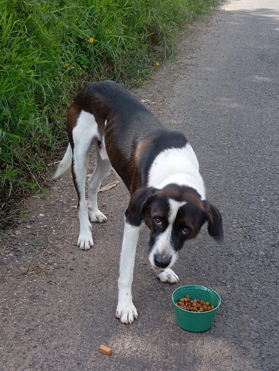 Another recent rescue.
His new name is Cheto 🧡 and we hope he’ll find a family soon, but in the meantime, he’ll be a very loved Territorian.

Please consider supporting our cause; thousands of dogs still need us: bit.ly/ChetoNeedsYou