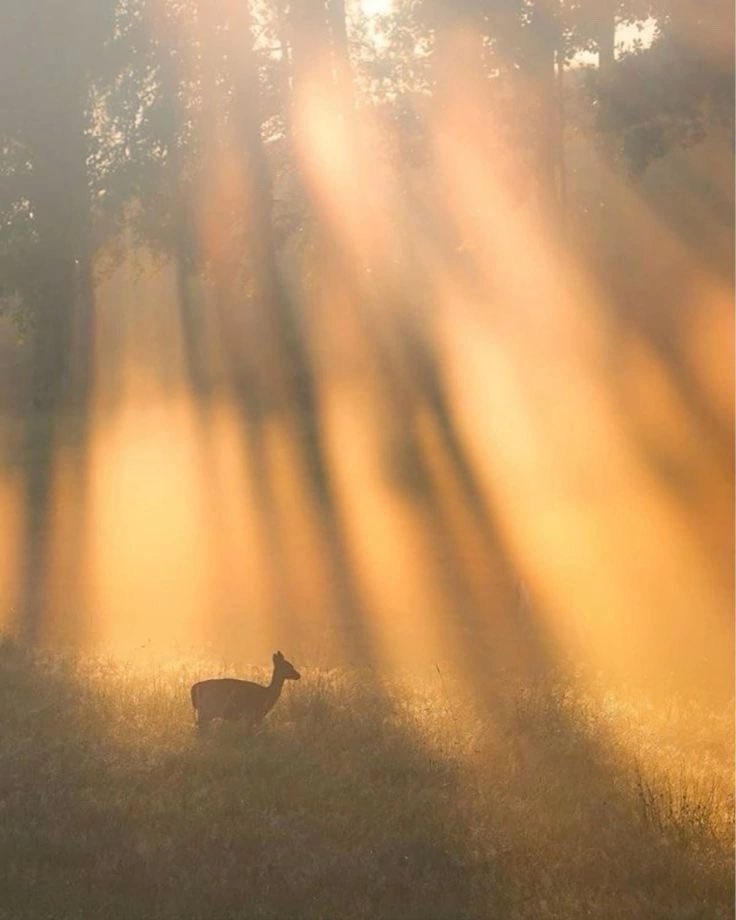 Humanetica's tweet photo. Summer 🌅 https://t.co/UFfe5jTAZU