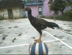 كنت متقبل الهزيمة والله بس ليه العشم