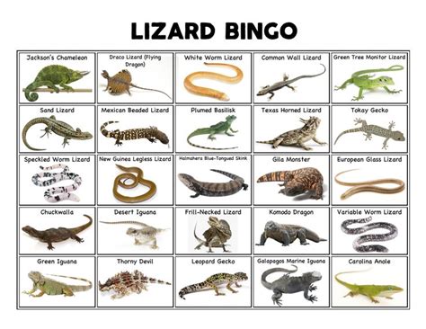 pawpaw_ray's tweet photo. 🦎It is “Lizard Day”🦎
Fun #kids ideas:
🐉Learn a little about 5 different types of lizards!
🐉Discover what lizards live closest to you!
🐉Try #drawing a #lizard that you design – include how it lives!
Fun #parenting activities for #LizardDay #learning ! https://t.co/tsJIeG38Jn
