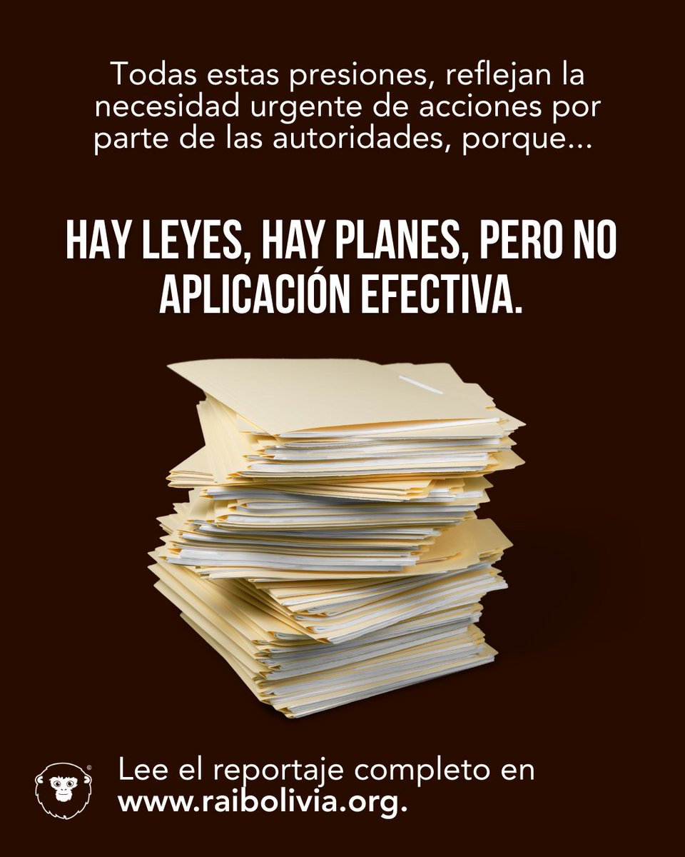 🚨🐆 El comercio ilegal y la tenencia de jaguares persisten en Bolivia: entre febrero y junio de 2024 se registraron 6 casos (cachorros a la venta, pieles, colmillos); además hoy existen 26 jaguares en centros de custodia. Estas cifras muestran que el tráfico sigue activo y que