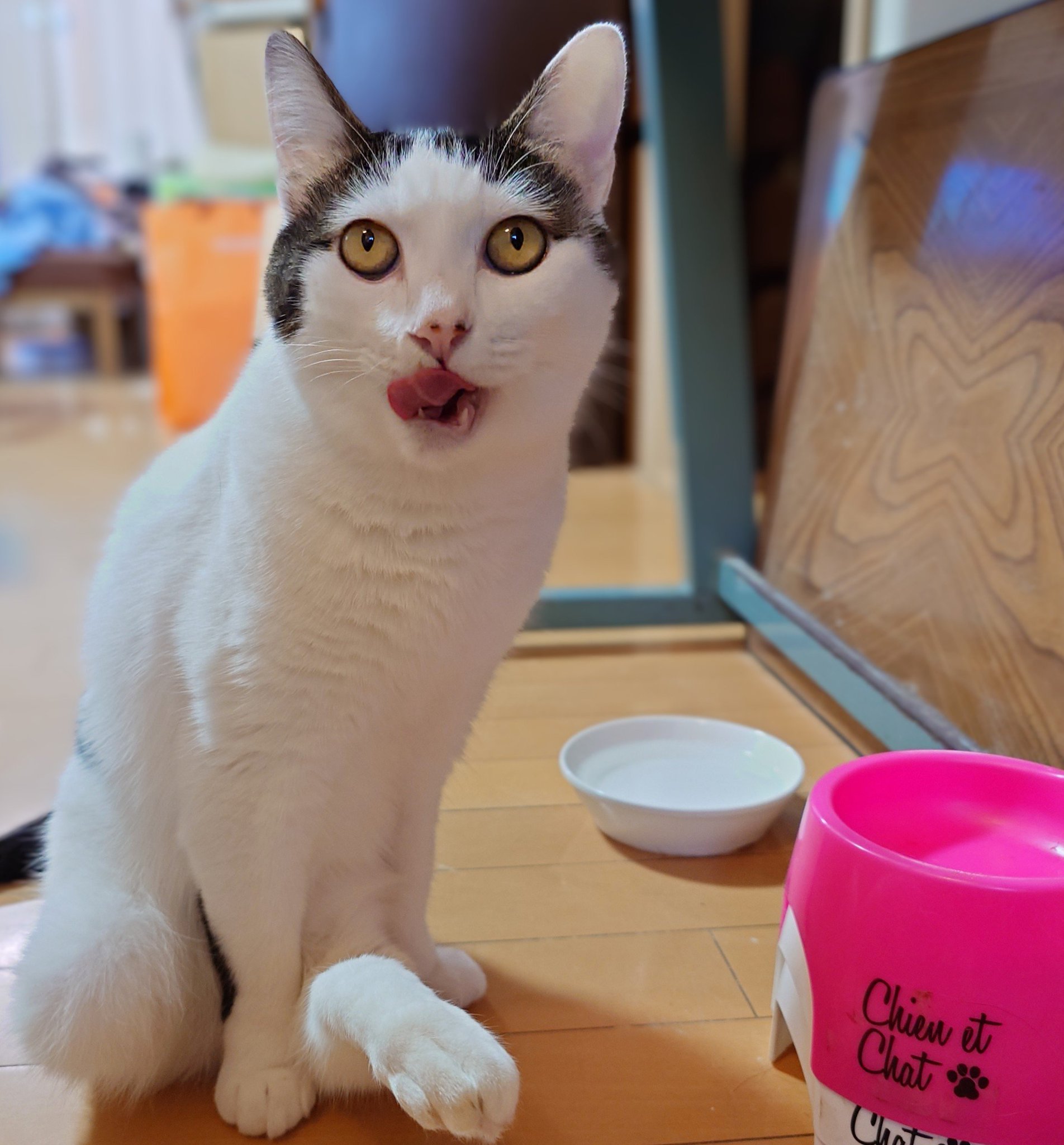 ねこハチ様 Amazon | コクヨ ホチキス 針なしステープラー ハリナックス