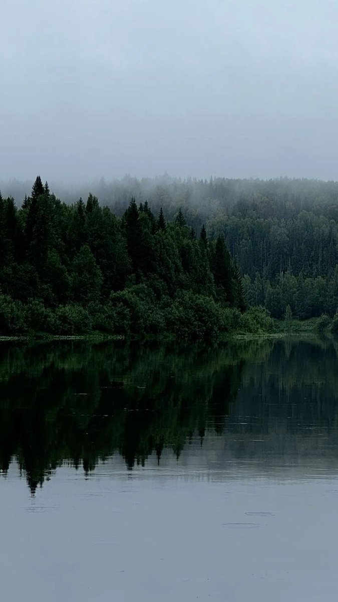 Humanetica's tweet photo. 🌲🌫️ https://t.co/Av3aa23gFP