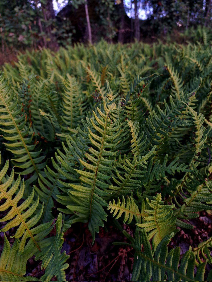 Этот папоротник называется многоножка обыкновенная)
Очень фейский!