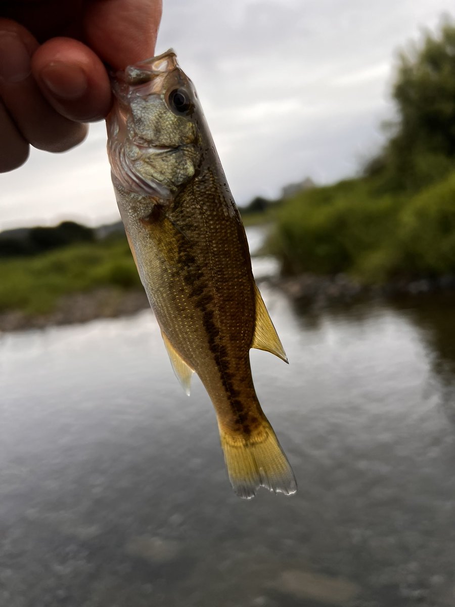 RUSH3400's tweet photo. 川小スモール
川子ラージ？ https://t.co/ZD5Fy1nLI8