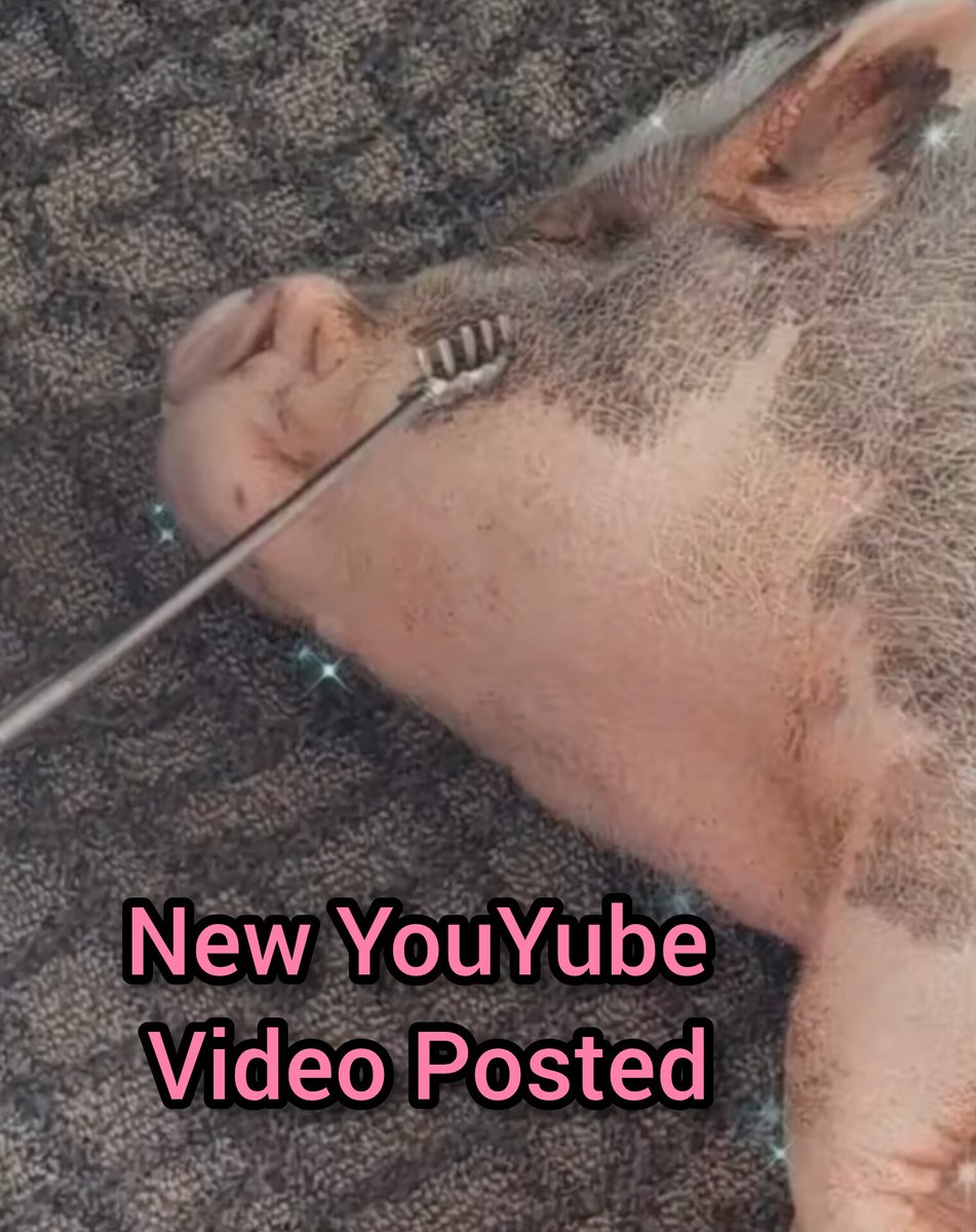 KellyLynnKnight's tweet photo. Back on YouTube!! See what Mr Little Piggy Tornado is doing https://t.co/8qXAiNlpQ4