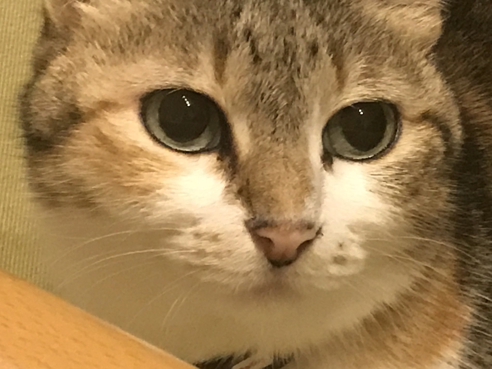 ねこてん (@nekonekodo) / X