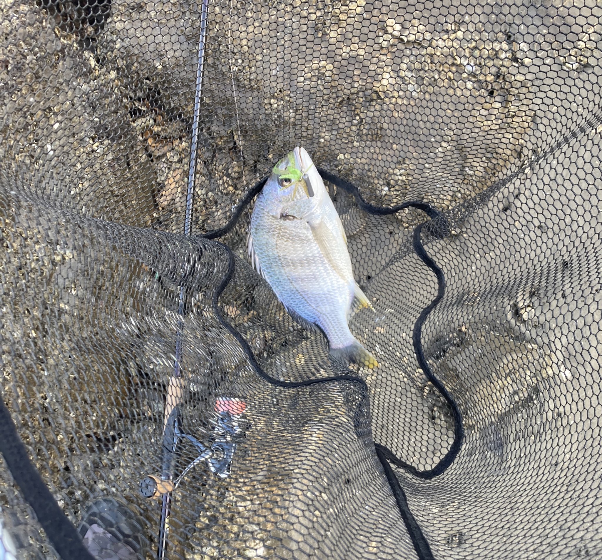 むぎい 4962308639145_01.jpg