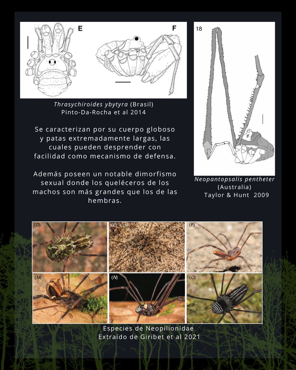 lesinv_lab's tweet photo. Hoy les presentamos a la familia Neopilionidae, un grupo de opiliones con una historia evolutiva que se remonta a la antigua Gondwana. En Chile, está representada por dos subfamilias y se distribuye desde Valparaíso hasta Magallanes, siendo el género Thrasychirus el más común https://t.co/D0TMPJlJXN