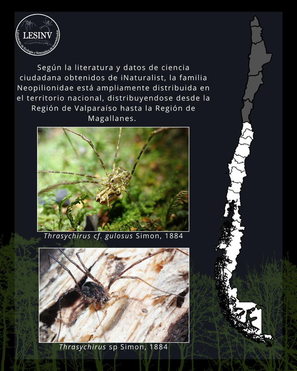lesinv_lab's tweet photo. Hoy les presentamos a la familia Neopilionidae, un grupo de opiliones con una historia evolutiva que se remonta a la antigua Gondwana. En Chile, está representada por dos subfamilias y se distribuye desde Valparaíso hasta Magallanes, siendo el género Thrasychirus el más común https://t.co/D0TMPJlJXN
