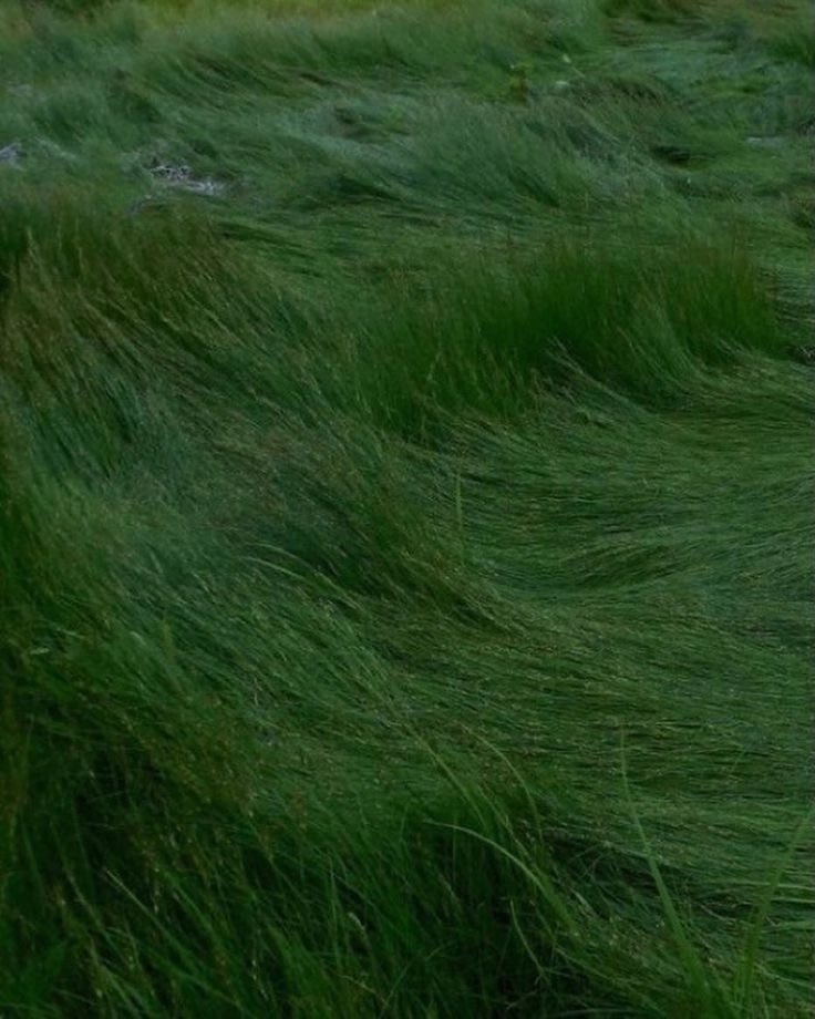 Humanetica's tweet photo. The grass is not, in fact, always greener on the other side of the fence. The grass is greener where it is watered https://t.co/WVlQXOnK6i
