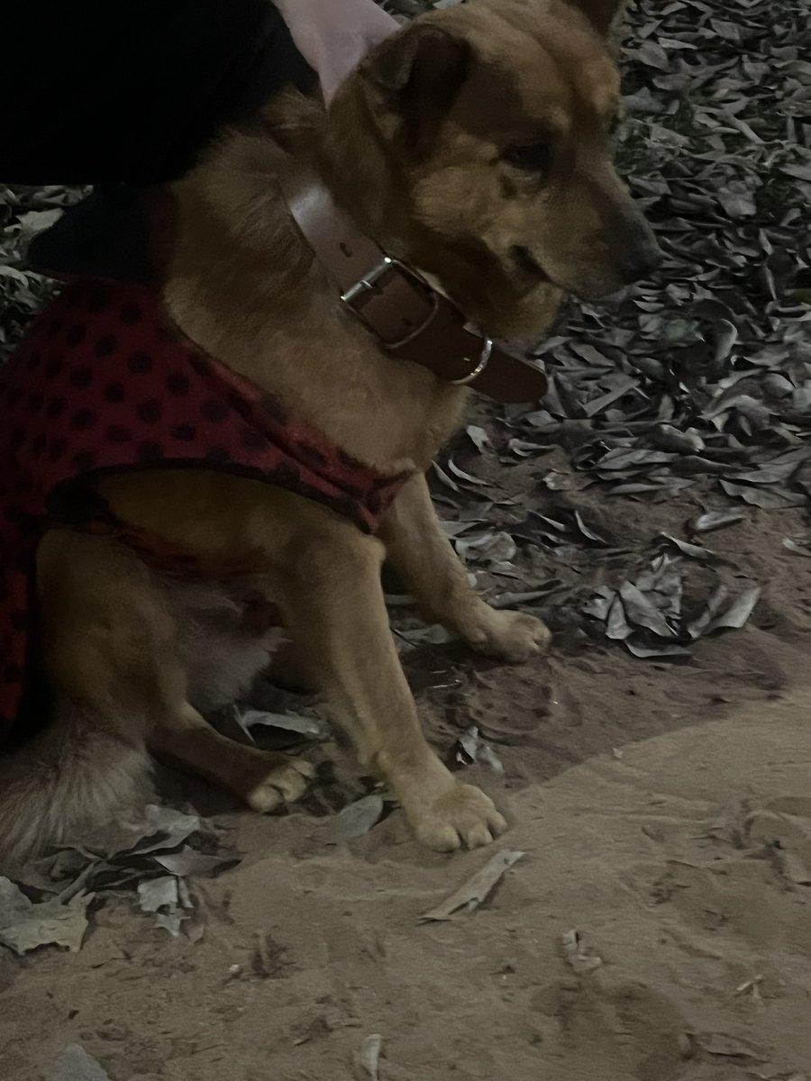 Me ayudan con un RT porfaaa
Perrito encontrado en Barrio Vista Alegre,Asunción tiene collar marrón grande y chalequito rojo con motas negras