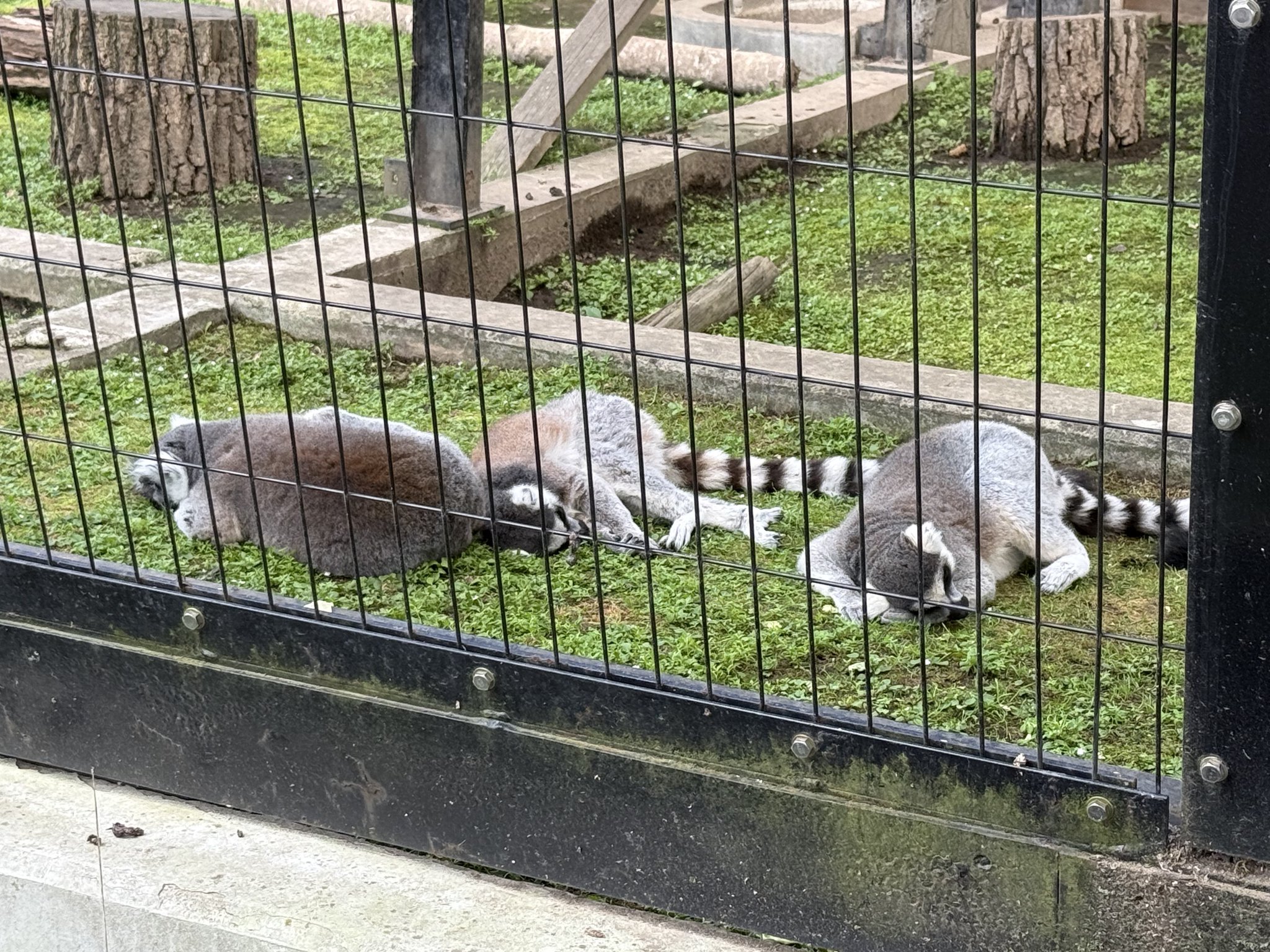 動物園学 あかね on X: 