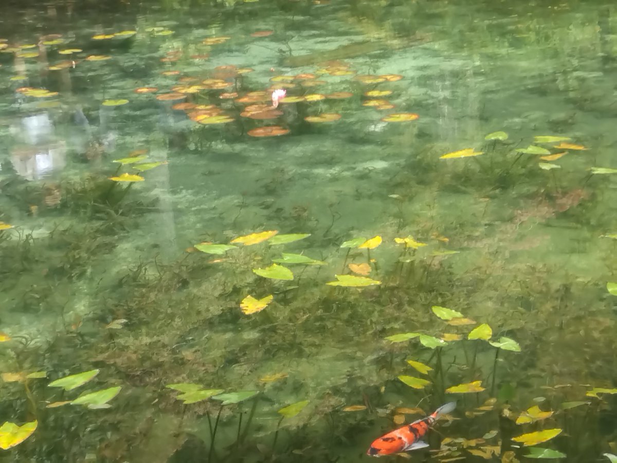 ugui93776117855's tweet photo. Bon jour.
La photo d'hiera ete prise
au sanctuaire shintoiste
Nemichi situea Seki,
dansla prefecture de
Glfu.
surnomme l'etang de
Monet il est apprrecie
do public.
#sanctuaire
#Glfu
#Seki
#Japon
#Photo
#claudeMonet https://t.co/wR2OYowpbG