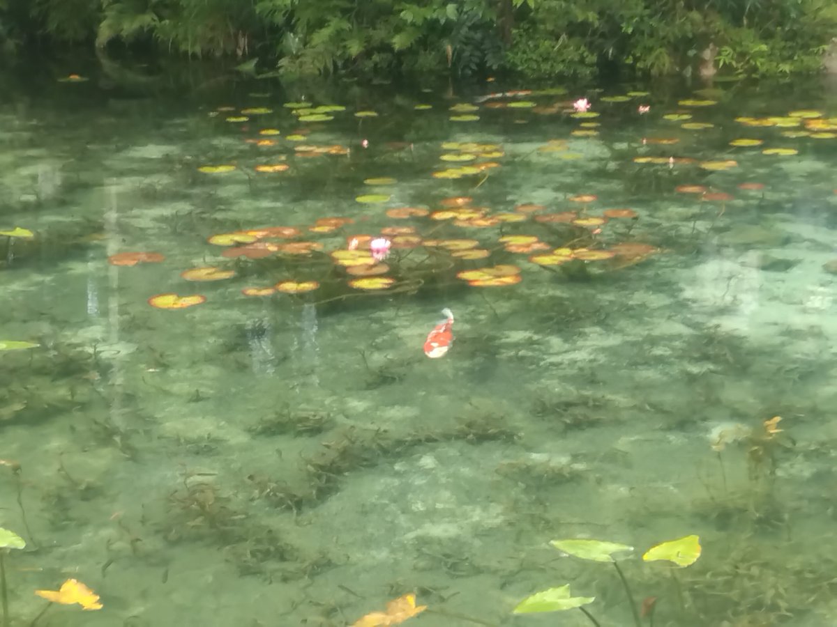 ugui93776117855's tweet photo. Bon jour.
La photo d'hiera ete prise
au sanctuaire shintoiste
Nemichi situea Seki,
dansla prefecture de
Glfu.
surnomme l'etang de
Monet il est apprrecie
do public.
#sanctuaire
#Glfu
#Seki
#Japon
#Photo
#claudeMonet https://t.co/wR2OYowpbG