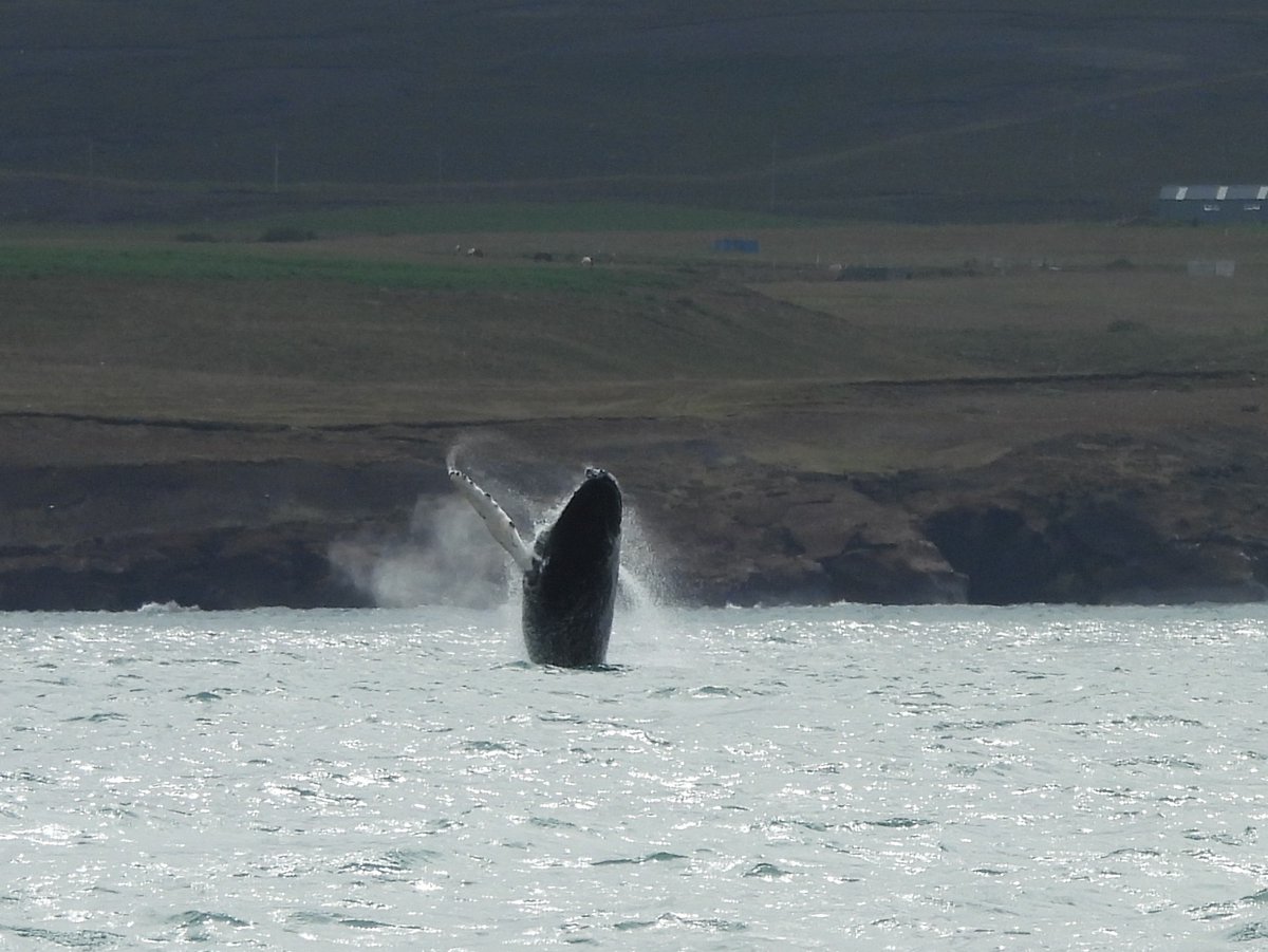 g76birder's tweet photo. Humpback whale in Skjálfandi bay, Iceland last month https://t.co/f3q7ZHVLv3
