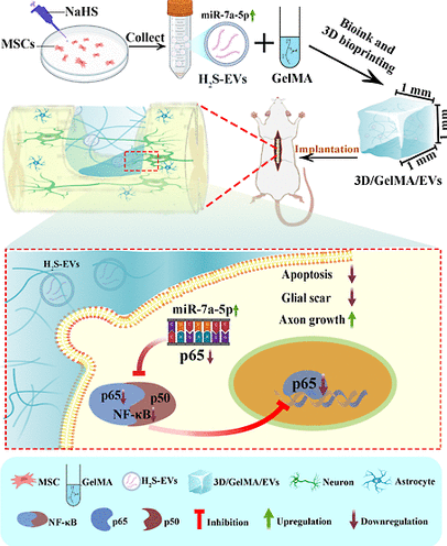 Mesenchymal Cell News (@mesenchymalcell) on Twitter photo π§ͺ Investigators developed a 3D-printed gelatin methacryloyl scaffold loaded with hydrogen sulfide-preconditioned MSC-derived extracellular vesicles to promote motor function recovery in spinal cord injury.
π <a href="/ACSBiomaterials/">ACS Biomat Sci & Eng</a> | bit.ly/3HdN2gV π§ͺ Investigators developed a 3D-printed gelatin methacryloyl scaffold loaded with hydrogen sulfide-preconditioned MSC-derived extracellular vesicles to promote motor function recovery in spinal cord injury.
π <a href="/ACSBiomaterials/">ACS Biomat Sci & Eng</a> | bit.ly/3HdN2gV