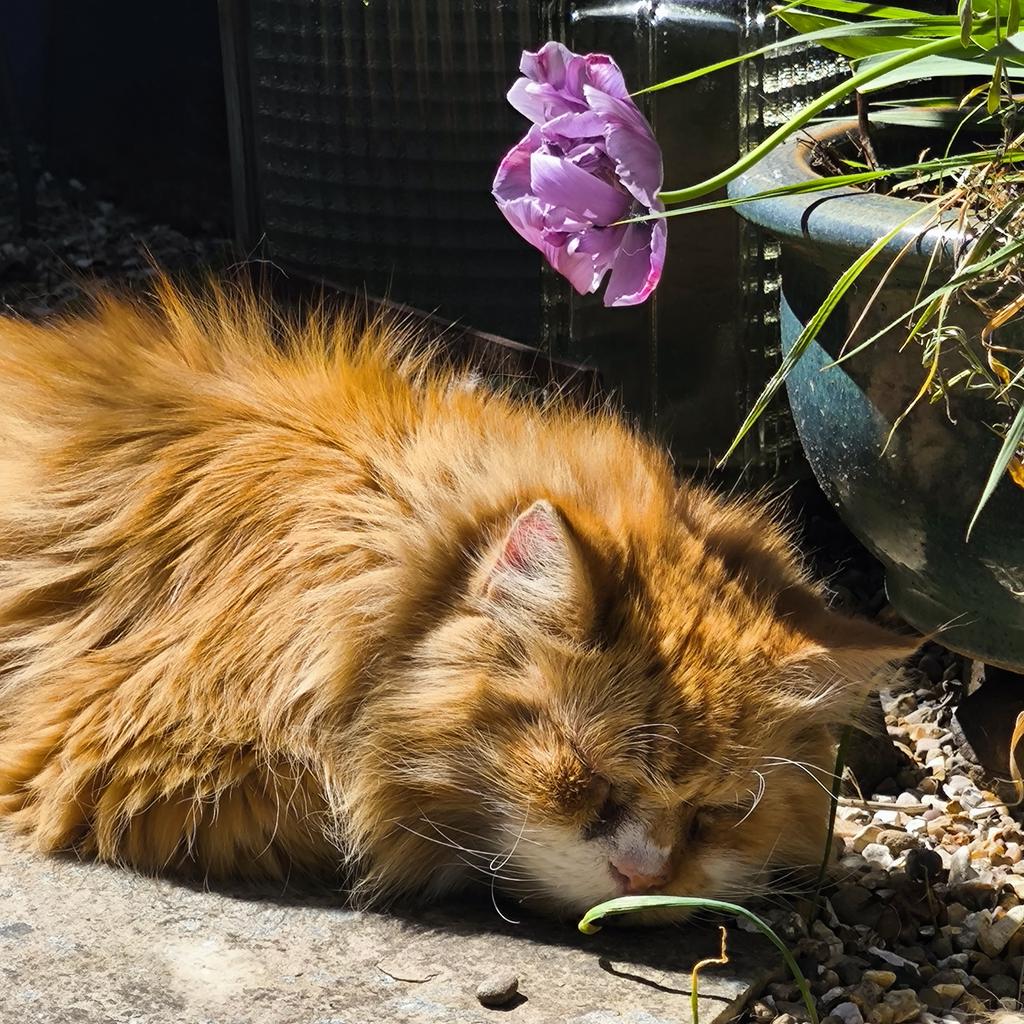 Ali Heath Cook tweet media