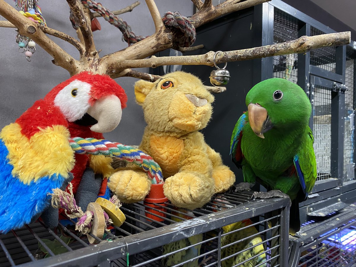 DominikaWalus's tweet photo. Słodziaki pluszaki 🥰
#Zazou💚 #EclectusParrot https://t.co/LIbLIvRHc6