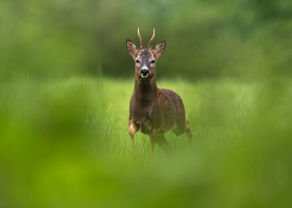 British Wildlife Photography Awards tweet media