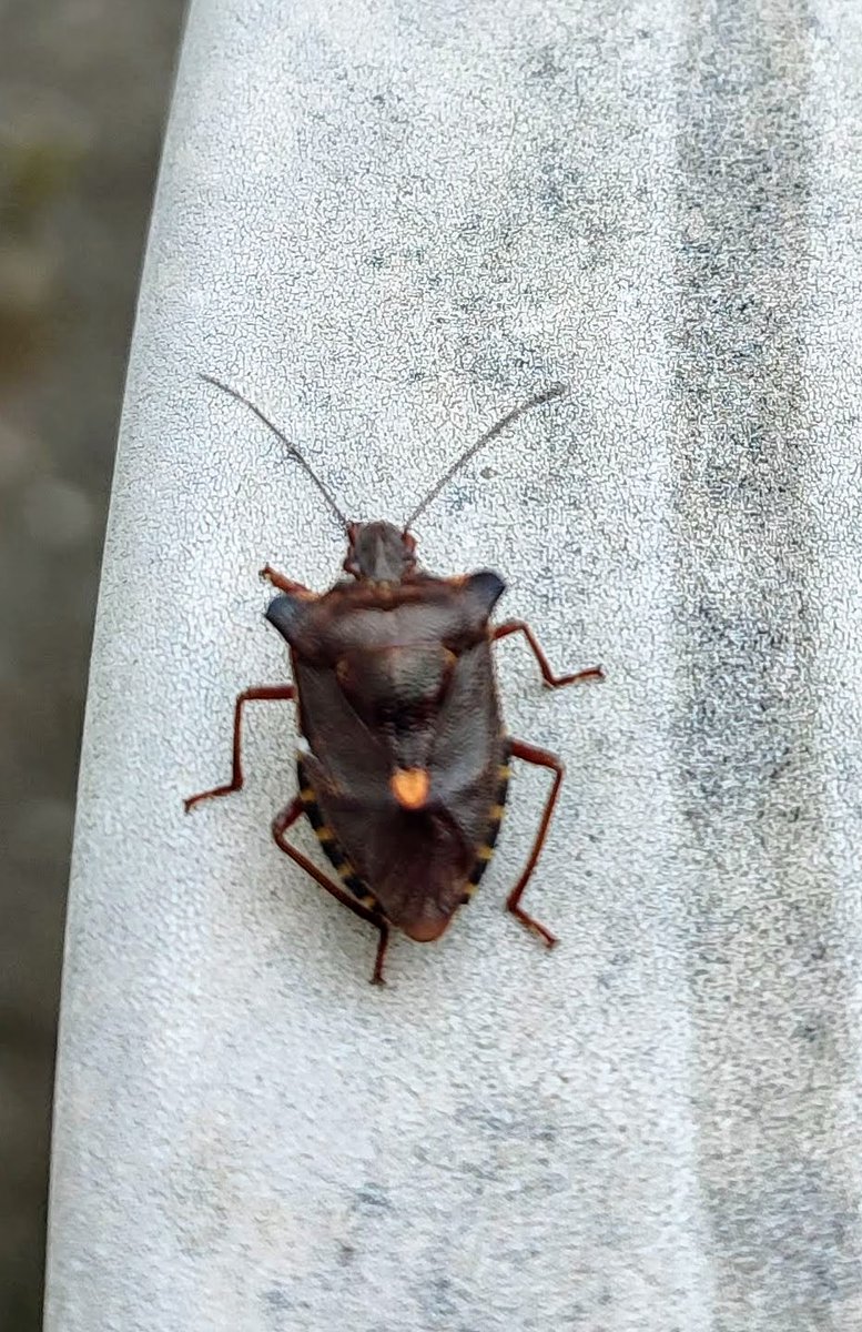 Besuch von einer laut brummenden rotbeinigen Baumwanze.
Immerhin sie kam in Frieden mit orangen Herz 🧡 auf dem Rücken.