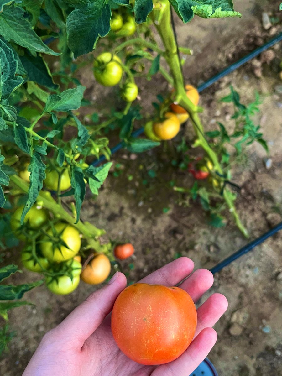 bir üst seviyesi de dedem sanırım. Domatesi seviyorum diye her sene yetiştiriyor canım dedem🥹