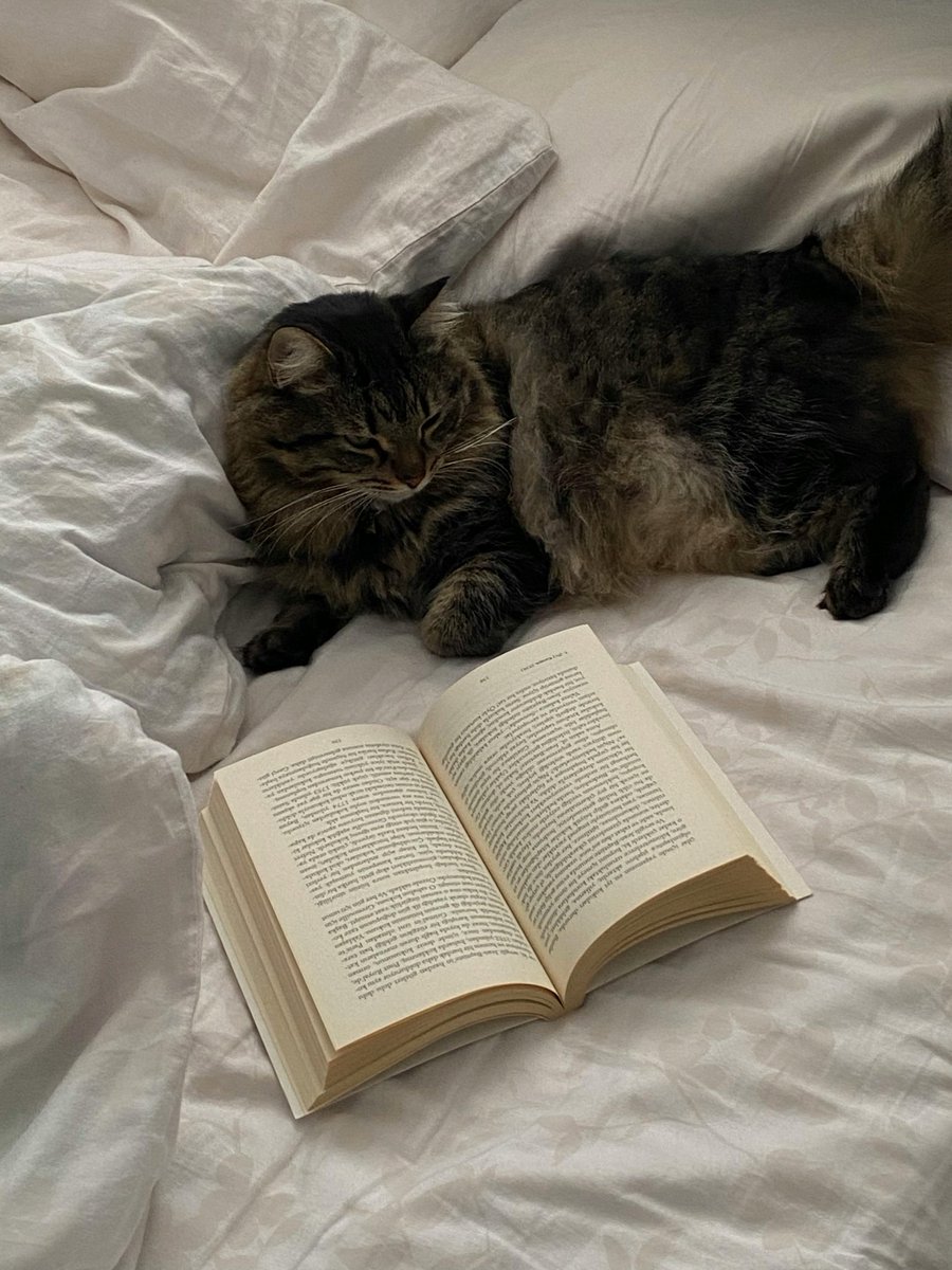 olivia as cats (@oliviacatgrl) on Twitter photo 