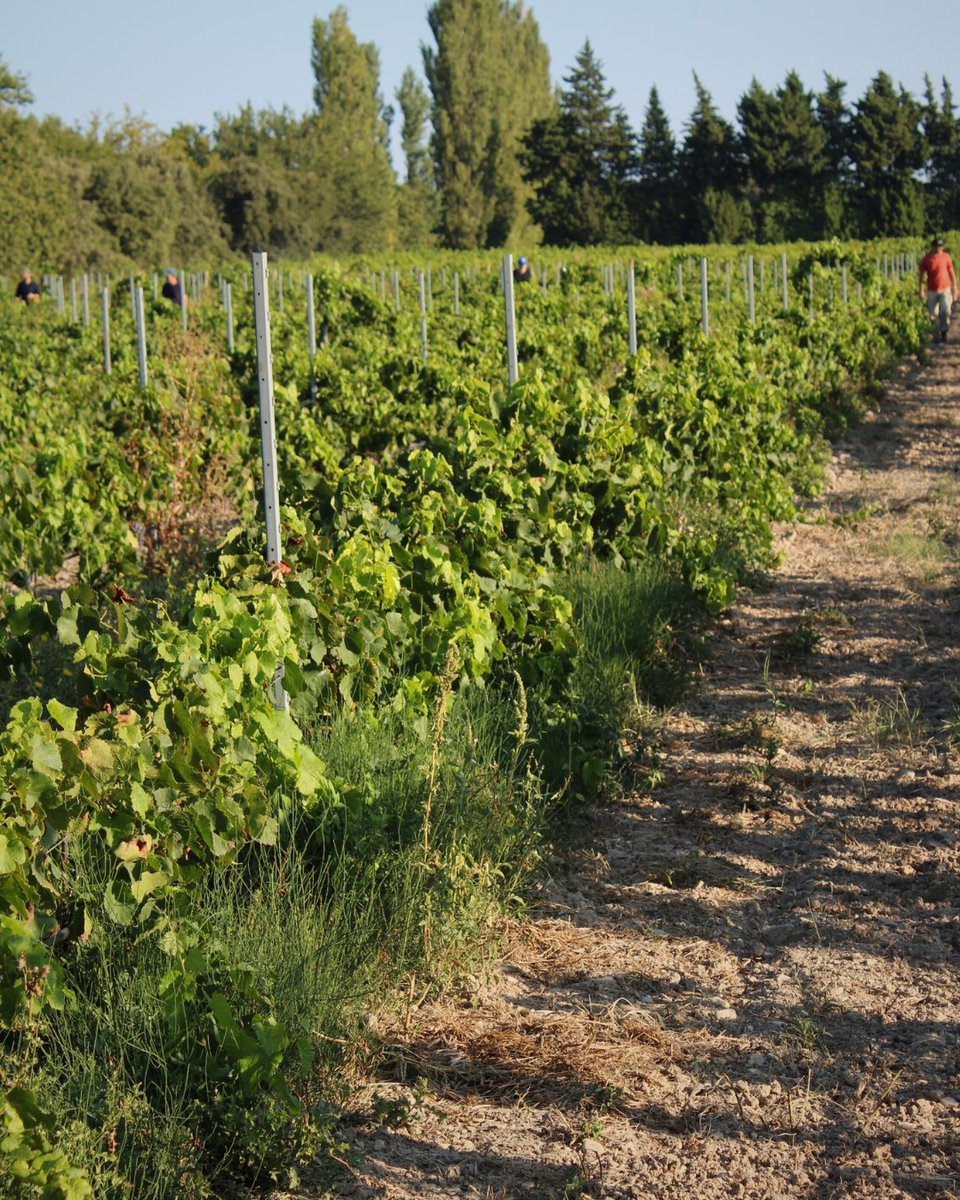 🔎 Le saviez-vous ?
Une des meilleures préventions contre la #FlavescenceDorée est LA PROSPECTION !
Chaque adhérent #Vitipeps prospecte ses parcelles afin de contrôler leurs états sanitaires.