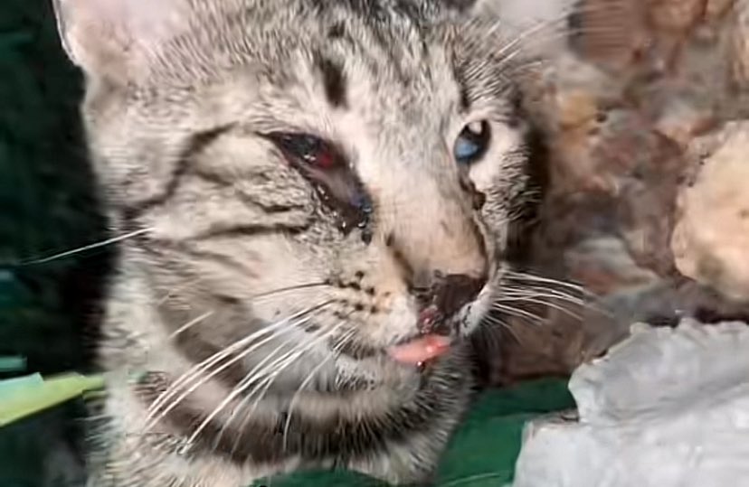 İnsanları çok severdi, herkesin bacaklarına sürünür, sevilmek isterdi. Birinin hoşuna gitmemiş olacak ki öldüresiye dövmüşler onu. Şu an klinikte, çıktığında ömürlük ve canilerden uzak bir yuva arıyor. İSTANBUL. İletişim için tiktok -> <a href="/pisilerinannesi/">pisilerinannesi</a> vt.tiktok.com/ZSHsnWKMdwpoQ-…