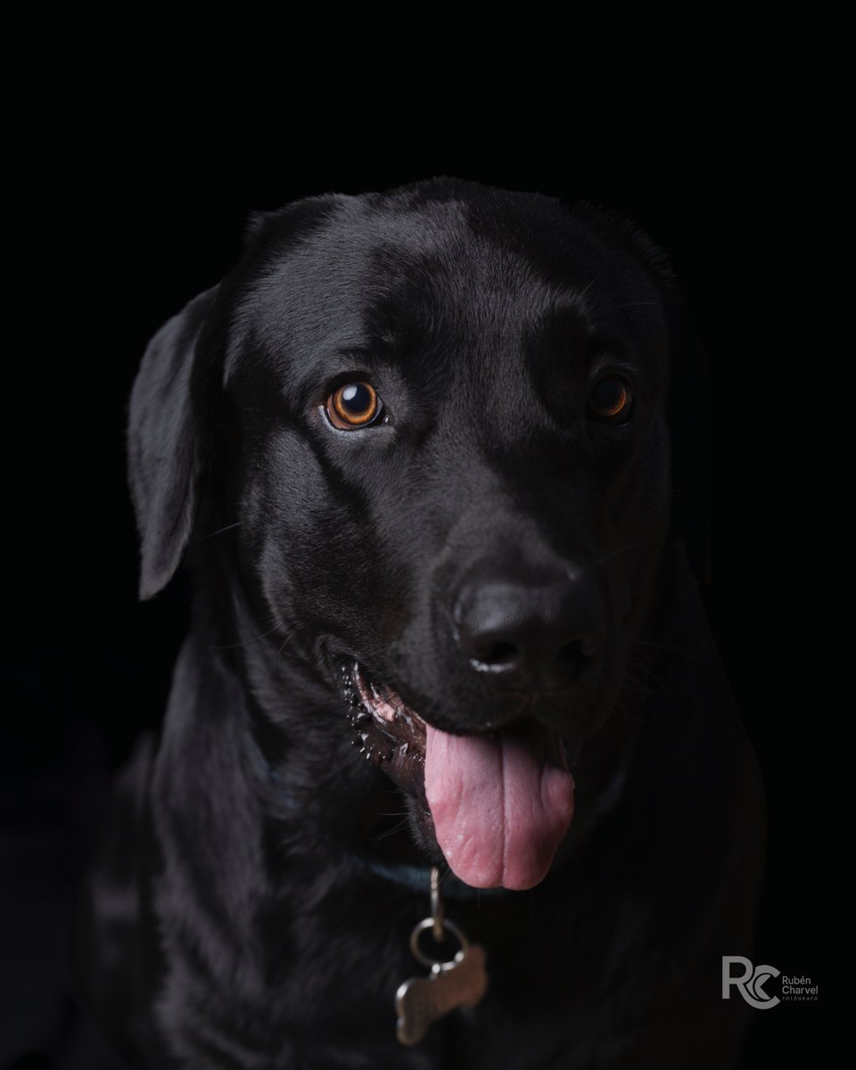 RubenCharvel's tweet image. Sesión perruna - BRUNO, EL ELEGANTE

Cámara CanoN EOS R5 Mark II
Lente: RF 70-200 f/2.8 L IS USM Z

Exposición:
1/180 en f/5.0
ISO 100
Distancia focal: 85mm

#DogPhotography #PerrosPanamá #Dogstagram