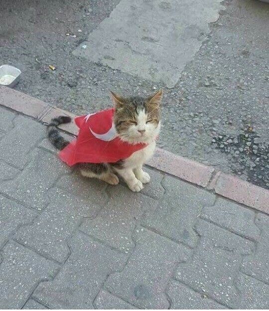 Kedilerin anavatanı Türkiye'dir 🇹🇷