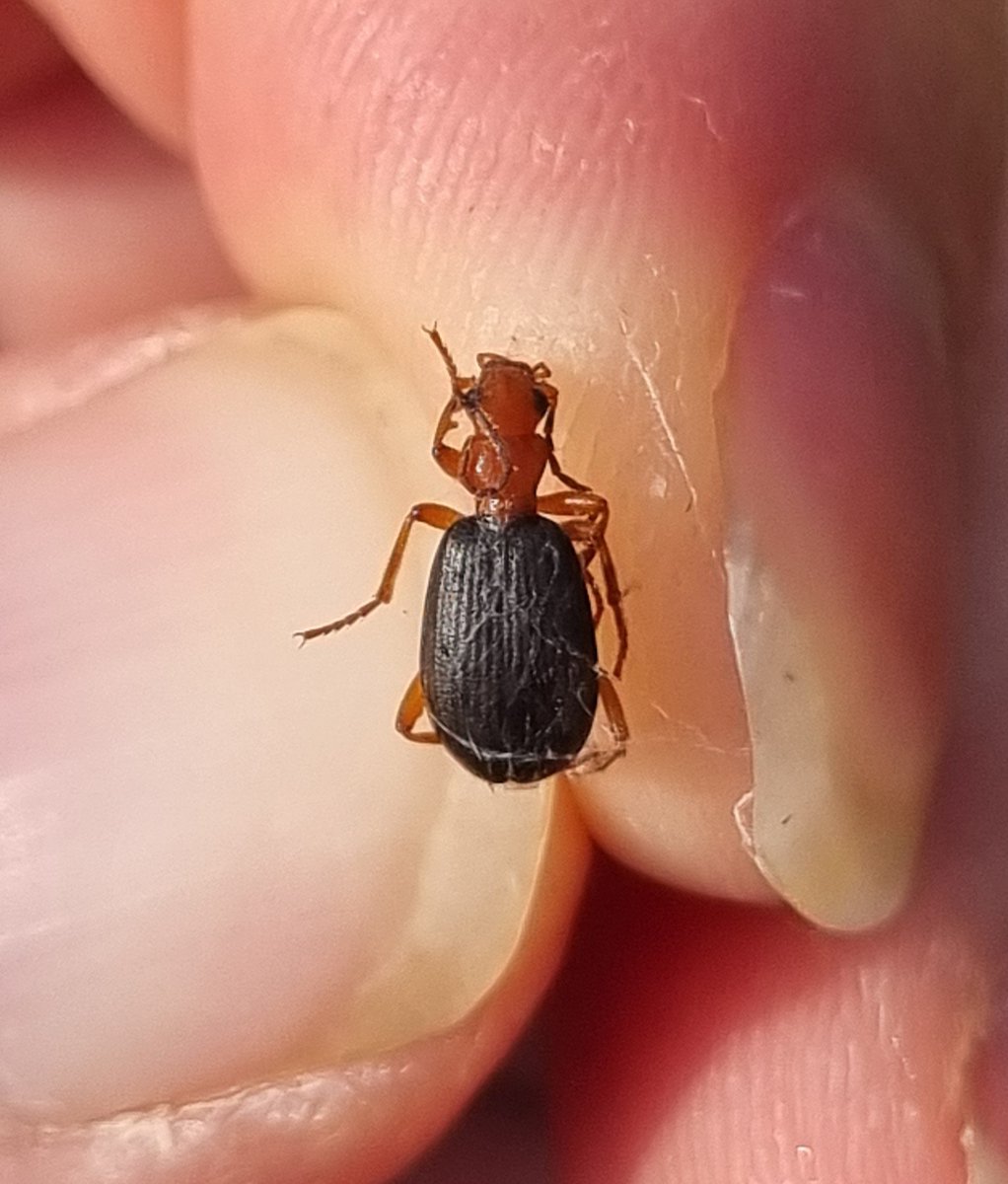 Richard Comont tweet media