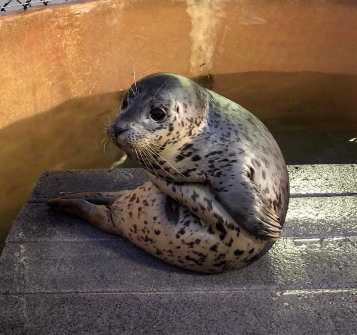 tivent_1's tweet image. Why do seals sit like this. BE NORMAL!!