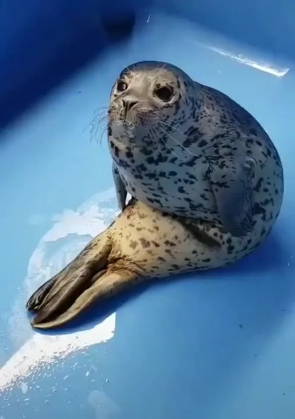 tivent_1's tweet image. Why do seals sit like this. BE NORMAL!!