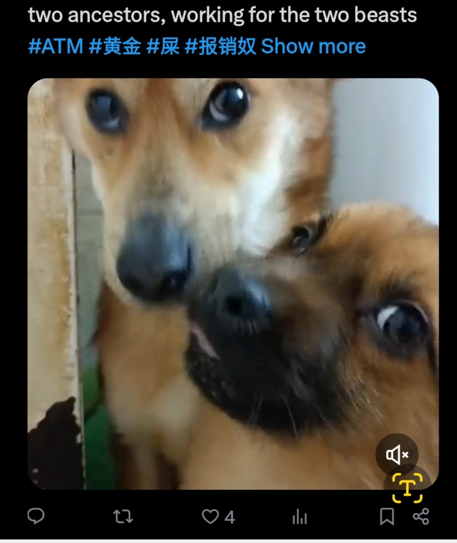 PhaedraXTeddy's tweet photo. Kitten is a past online victim of #China, puppies are currently exploited internationally by 🇨🇳 women on Chinese language porn  account. https://t.co/wvCytlcWXL