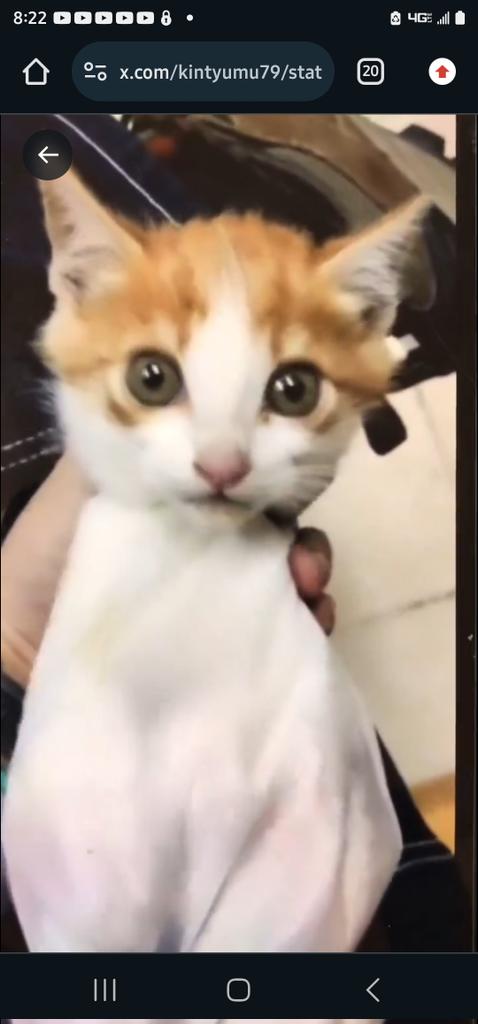 PhaedraXTeddy's tweet photo. Kitten is a past online victim of #China, puppies are currently exploited internationally by 🇨🇳 women on Chinese language porn  account. https://t.co/wvCytlcWXL