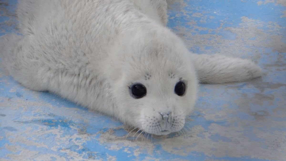 Im_Merky's tweet image. does she even know how beautiful she is?