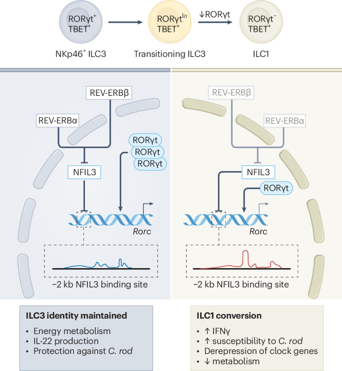 Waggoner Lab (@labwaggoner) on Twitter photo REV-ERBα and REV-ERBβ, which control the expression of clock genes, are also central to maintaining ILC3 in a state that facilitates the maintenance of a balanced and healthy intestine <a href="/NatImmunol/">Nature Immunology</a> <a href="/TheColonnaLab/">The Colonna Lab</a>
nature.com/articles/s4159…
preview <a href="/nkg2d1/">Arthur Mortha</a>
nature.com/articles/s4159… REV-ERBα and REV-ERBβ, which control the expression of clock genes, are also central to maintaining ILC3 in a state that facilitates the maintenance of a balanced and healthy intestine <a href="/NatImmunol/">Nature Immunology</a> <a href="/TheColonnaLab/">The Colonna Lab</a>
nature.com/articles/s4159…
preview <a href="/nkg2d1/">Arthur Mortha</a>
nature.com/articles/s4159…