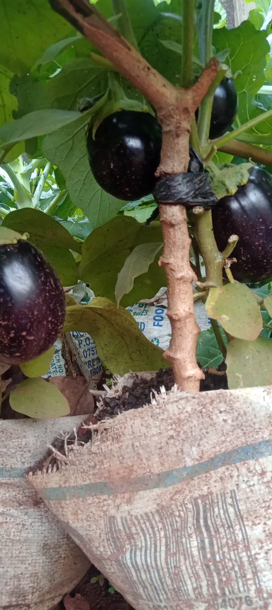 MichealBarigye's tweet photo. From domestic #OrganicWaste to Irresistible, Supper Fresh Organic Vegetables on your plate all year round. @Cepcom, Uganda it's all about Creativity and Innovation in Eco-friendly practices of managing domestic solid waste. #EatFresh as you equally  save the #environmentalfarming https://t.co/CN4nMHoU2U