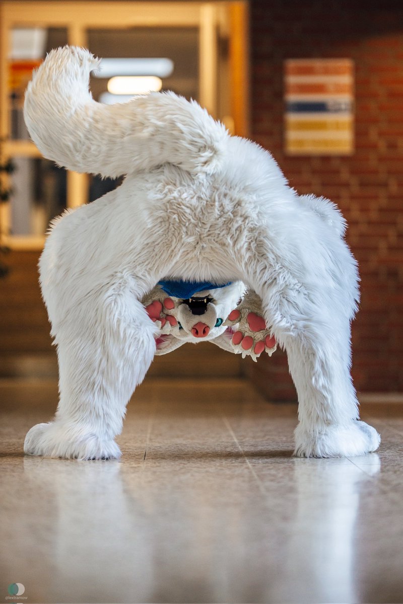 Bonjour 🐺✨ Happy International Wolf Day!
Today we celebrate the beauty, strength, and protection of wolves around the world. 🐾

📸 <a href="/lextramow/">Lexi McSwirl</a>

Tags:
#InternationalWolfDay #WolfDay #HappyWolfDay #Bonjour #WolfLove #Wildlife #WolfPower #wolfwednesday