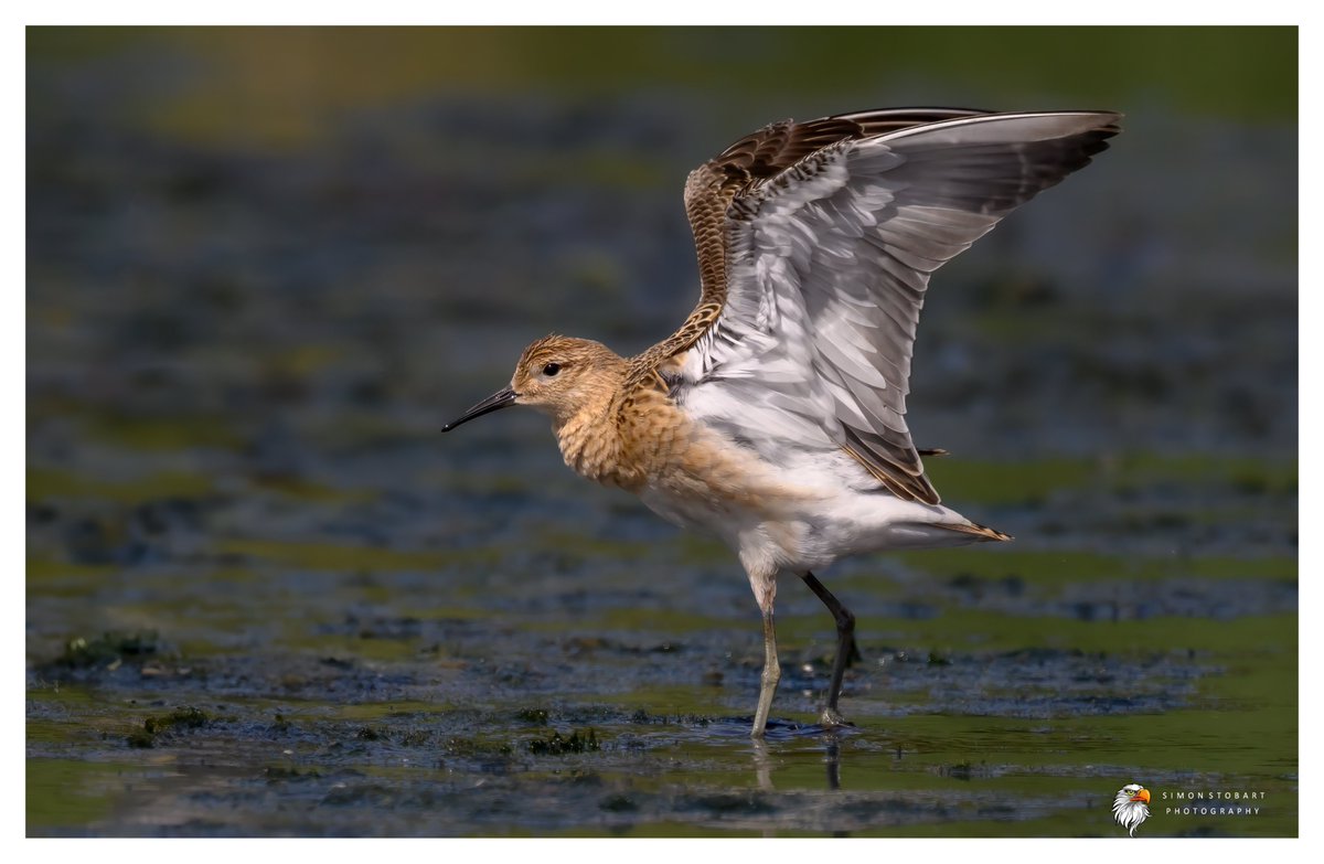 πππ’π€π£ ππ©π€πππ§π© π¦π¦π¦ (@sherburnsi) on Twitter photo Ruff at Margrove Ponds the other day.
<a href="/teesbirds1/">teesbirds</a>
<a href="/teeswildlife/">Tees Wildlife</a>
<a href="/DurhamBirdClub/">Durham Bird Club</a>
<a href="/Natures_Voice/">RSPB</a>
<a href="/NatureUK/">NatureUK</a>
<a href="/WildlifeMag/">BBC Wildlife</a>
<a href="/BBCSpringwatch/">BBC Springwatch</a>
<a href="/NTBirdClub/">Northumberland & Tyneside Bird Club</a>
<a href="/UKNikon/">Nikon UK & Ireland</a>
#naturephotographyday #birds #wildlifephotography Ruff at Margrove Ponds the other day.
<a href="/teesbirds1/">teesbirds</a>
<a href="/teeswildlife/">Tees Wildlife</a>
<a href="/DurhamBirdClub/">Durham Bird Club</a>
<a href="/Natures_Voice/">RSPB</a>
<a href="/NatureUK/">NatureUK</a>
<a href="/WildlifeMag/">BBC Wildlife</a>
<a href="/BBCSpringwatch/">BBC Springwatch</a>
<a href="/NTBirdClub/">Northumberland & Tyneside Bird Club</a>
<a href="/UKNikon/">Nikon UK & Ireland</a>
#naturephotographyday #birds #wildlifephotography