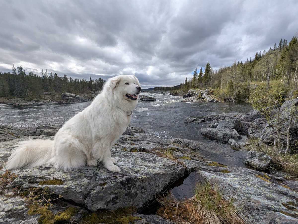 My big cuddle buddy made it over the rainbow bridge 😭
It has been wonderful 7 years, 8 months and 1 day. 
You and your brother are / were the best companions one could imagine ❤️
I know, you are watching and waiting for us.

I will always love you ❤️