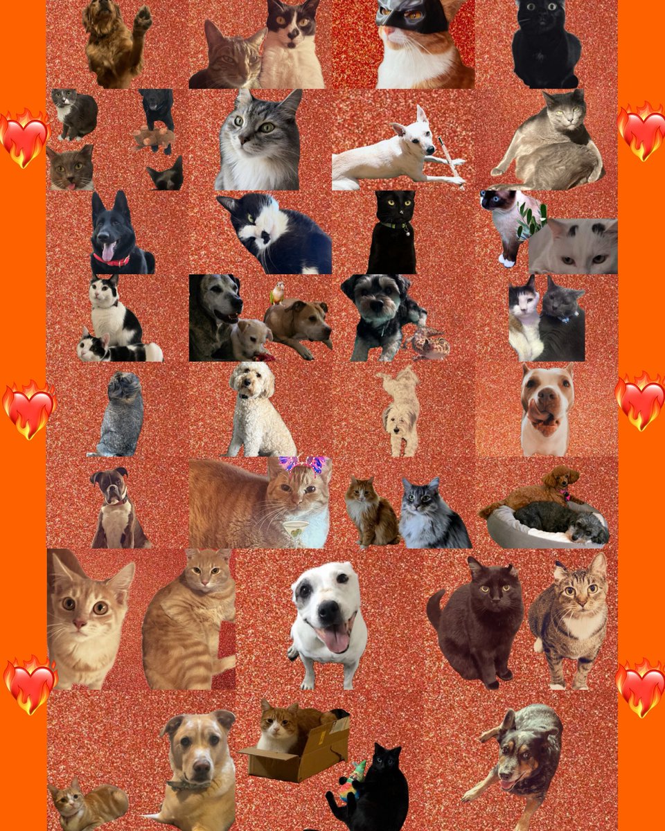 classof22swift's tweet photo. From treats to standing ovations ❤️‍🔥 ❤️‍🔥❤️‍🔥❤️‍🔥❤️‍🔥❤️‍🔥❤️‍🔥❤️‍🔥❤️‍🔥❤️‍🔥❤️‍🔥❤️‍🔥
Our pets along with us are all set for the #TSTheLifeofaShowgirl era! 
#SwiftDay @taylornation13 @taylorswift13 https://t.co/cnlSHw8lFc