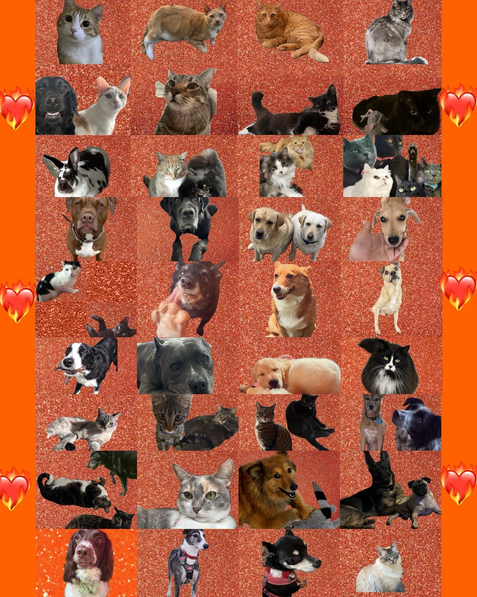 classof22swift's tweet photo. From treats to standing ovations ❤️‍🔥 ❤️‍🔥❤️‍🔥❤️‍🔥❤️‍🔥❤️‍🔥❤️‍🔥❤️‍🔥❤️‍🔥❤️‍🔥❤️‍🔥❤️‍🔥
Our pets along with us are all set for the #TSTheLifeofaShowgirl era! 
#SwiftDay @taylornation13 @taylorswift13 https://t.co/cnlSHw8lFc