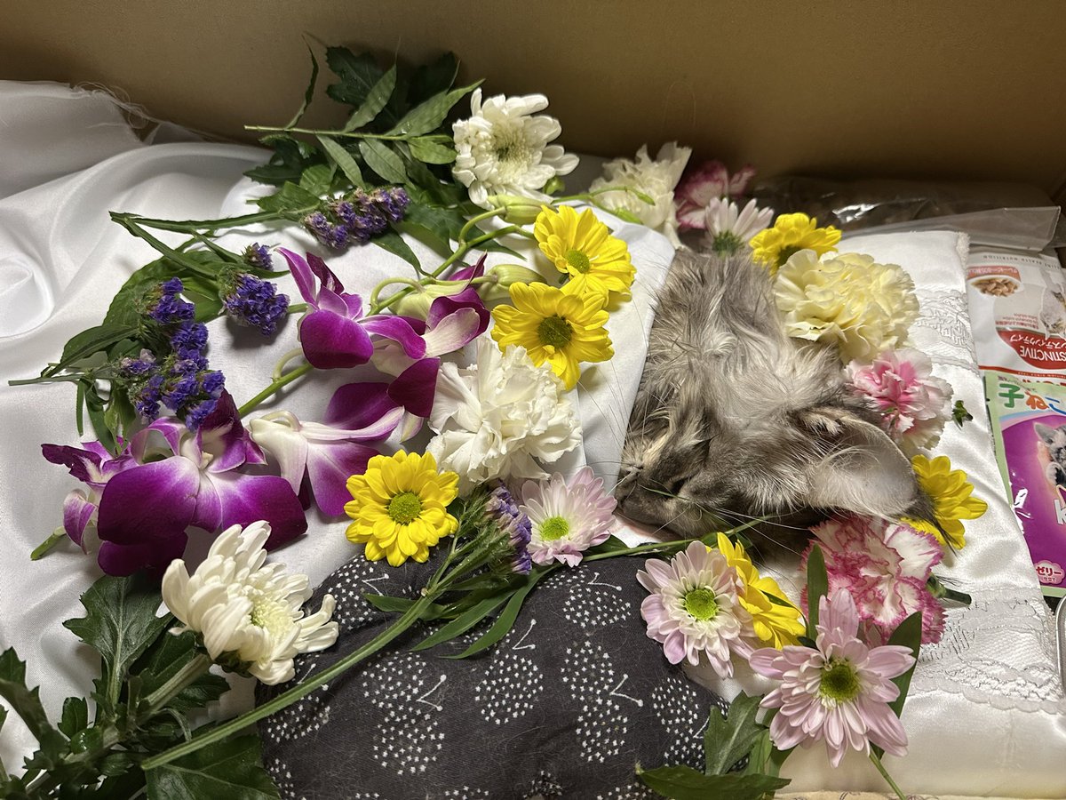 AngeliParva's tweet photo. 「にゃんだまり」より
看病の為，お休みを頂いておりましたが、
闘病中のベルラが大雨の中，旅立ってしまいました。眠っている様な安らかな旅立ちでした。共に過ごす時間を頂き、ありがとうございました。
#ねこのいる暮らし #猫すきさんと繋がりたい #猫カフェ #にゃんだまり #虹の橋
#メインクーン https://t.co/BM8FeWV9bG