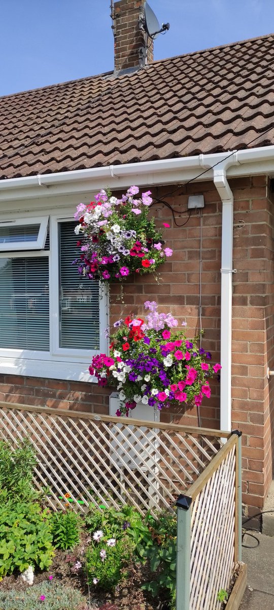 Despite the weather and the dry lawn, I still got flowers🙏