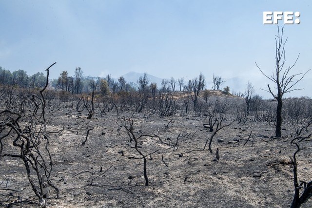 Las autoridades marroquíes continúan los trabajos para extinguir un importante incendio forestal que arrasó cerca de 500 hectáreas de bosque en la provincia de Chauen, en el norte del país magrebí, sin que se hayan registrado víctimas humanas.